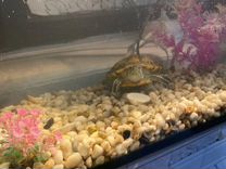 Красноухая черепаха с аквариумом 1 год
