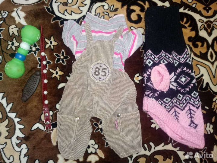 Вещи на маленькую собачку