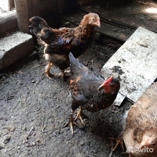 Молодые петушки