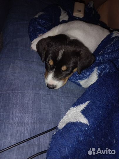 Джек рассел терьер