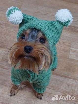 Одежда для собак мелких пород