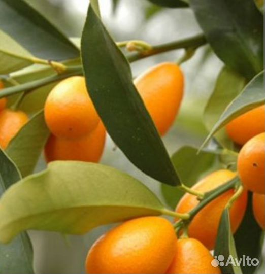 Черенки кумквата Маргарита под срез