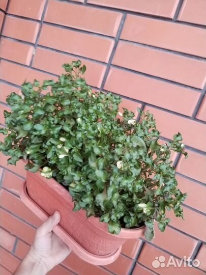 Комнатные растения