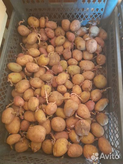 Семенной картофель