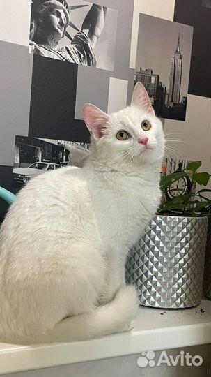 Кошка в дар