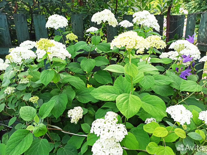 Садовые цветы, многолетники