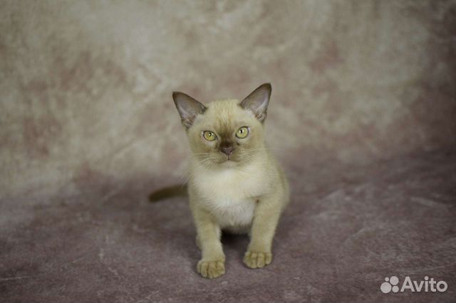 Бурма-самая ласковая кошка объявление продам