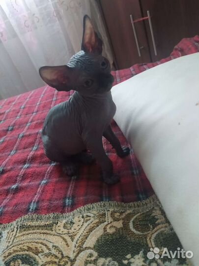 Котята сфинксы