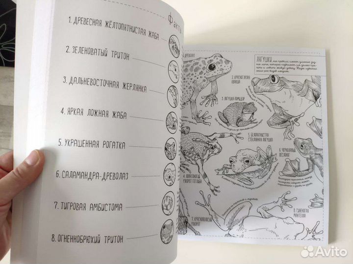 Потрясающая книга раскраска животные птицы рыбы