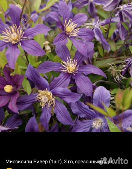 Клематисы 3 группы