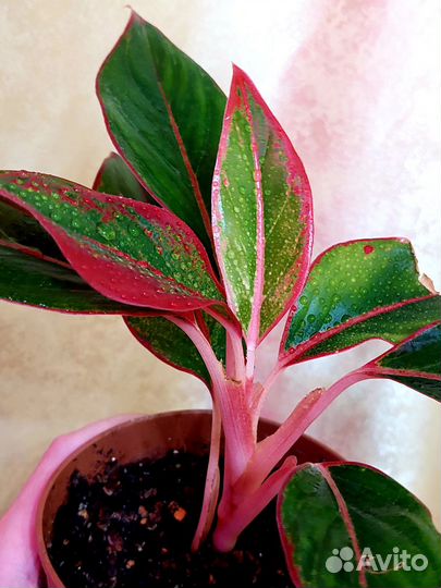 Аглаонема Сиам Ред