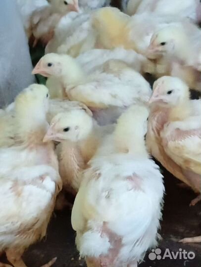 Подрощенный недельный бройлер кобб500 Испания