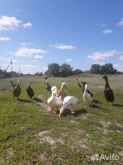 Хохлатая утка, индийский бегун, яйцо на инкубацию