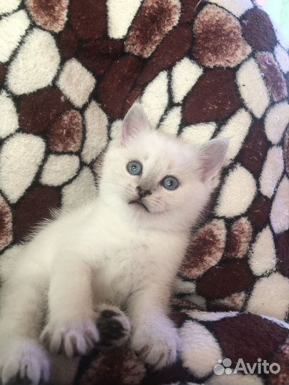 Котята британцы