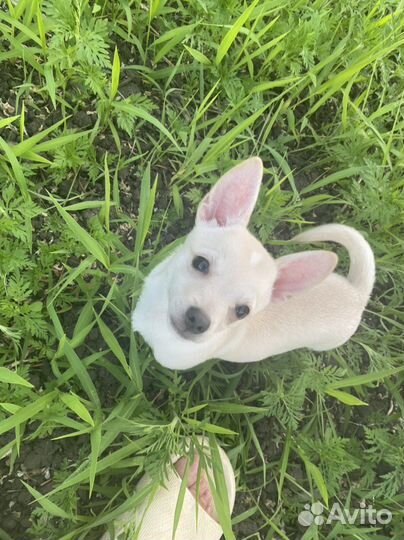 Вязка собак чихуахуа