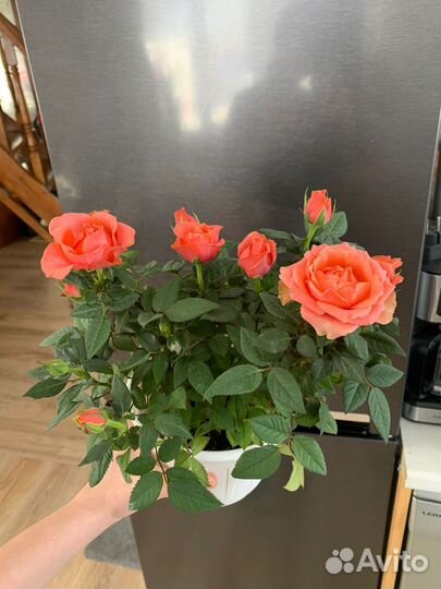 Роза в цвету, кардана