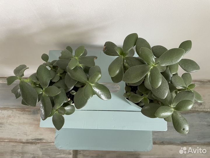 Цветок Крассула толстянка обмен