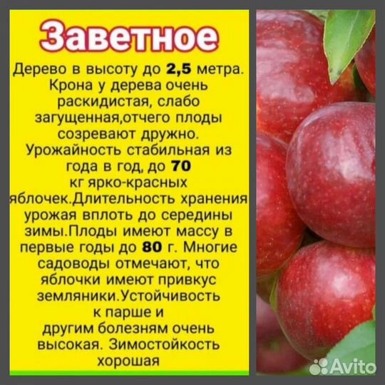 Саженцы яблони окс и зкс