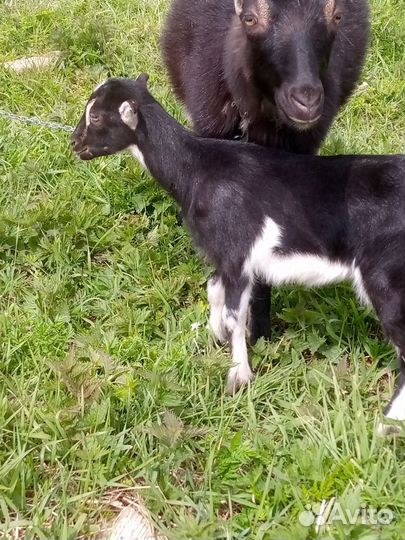 Козлята ламанча