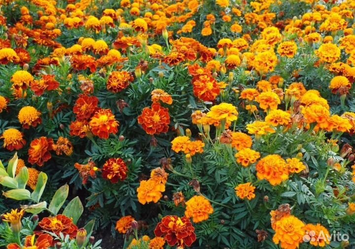 Бархатцы рассада