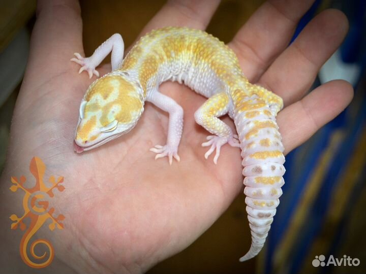 Ящерица Пятнистый эублефар самцы по BA 2022