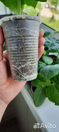 Рассада огурцов