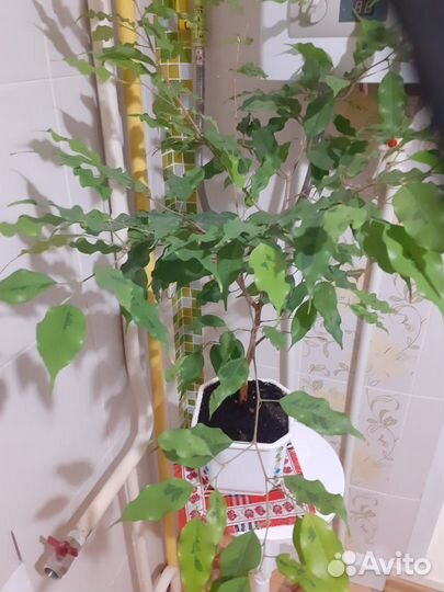 Фикус бенджамина