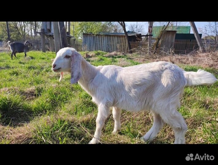 Англо нубийские козы