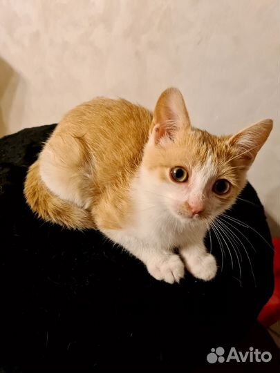 Котенок прелесть девочка