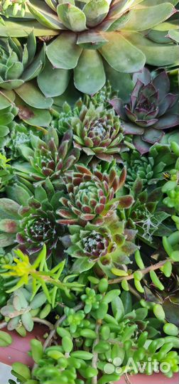 Каменная роза, молодило