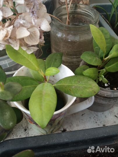 Фикус мокламе