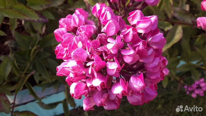 Флоксы и другие садовые многолетники