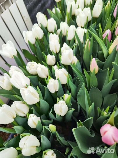 Тюльпаны оптом на 8 марта 2024г