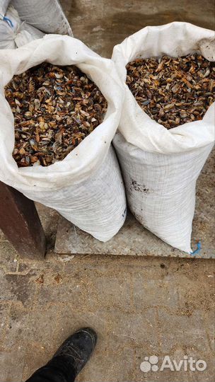 Ракушка морская