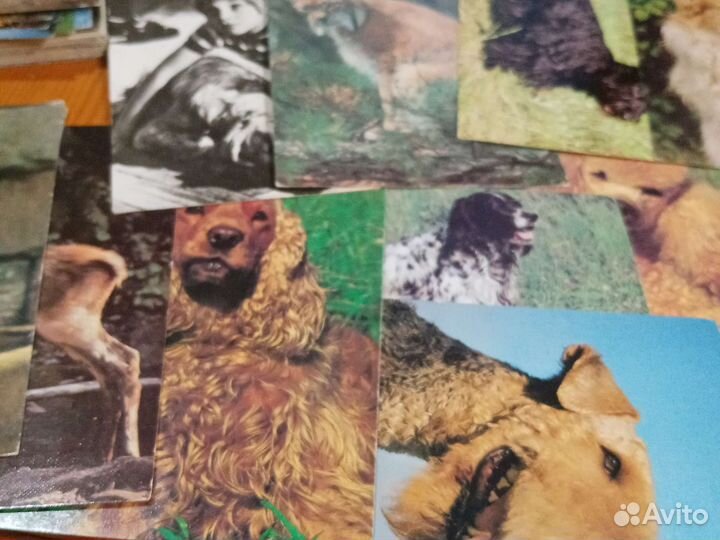 Открытки с животными
