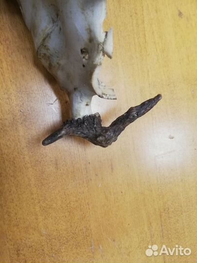 Череп лося, с рогами