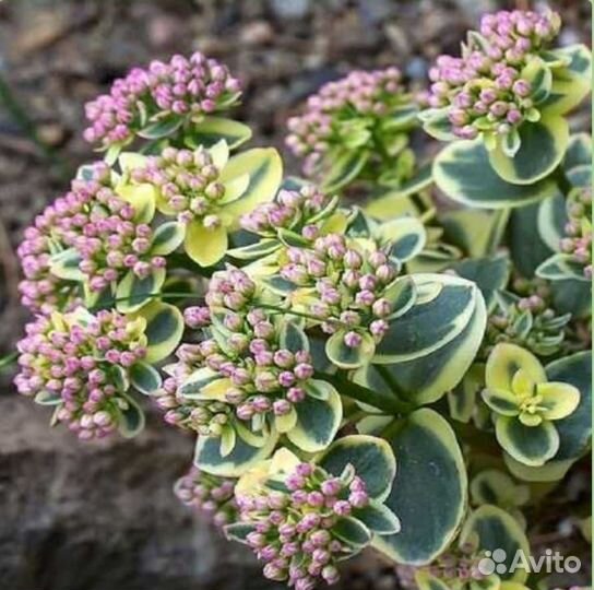 Крассула седум. Очиток лайм зингер. Седум лайм. Седум лайм. Очиток лайм зингер.