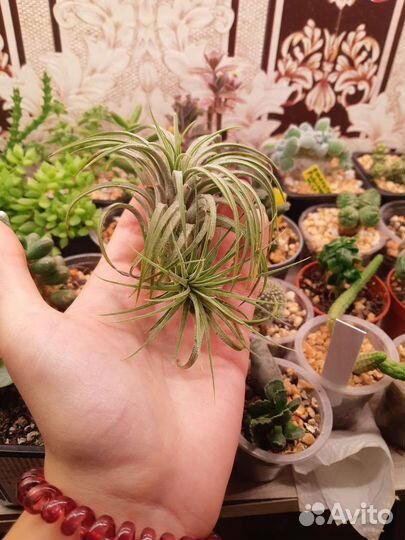 Тилландсия атмосферная