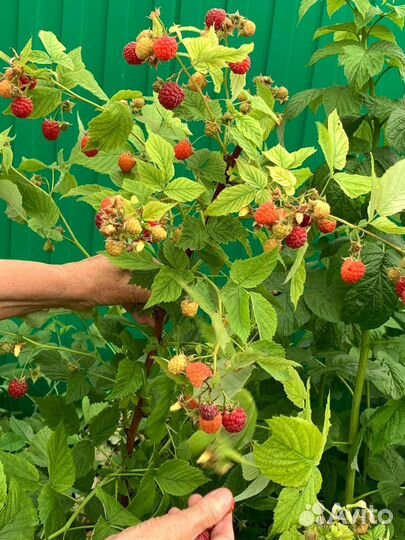 Ремонтантная малина