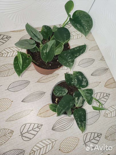 Эпипремнум Сильвер Энн