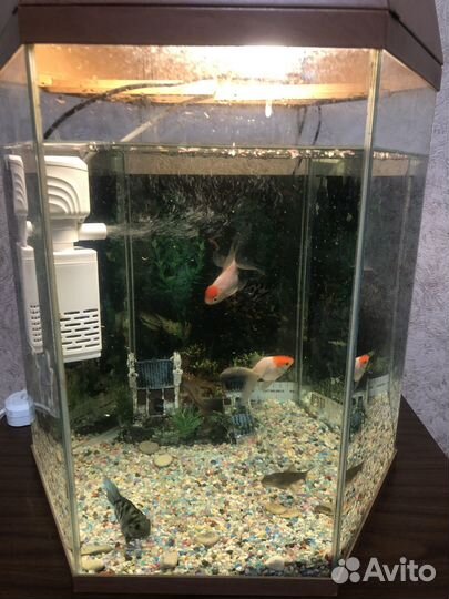 Аквариумные рыбки сомики