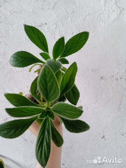 Комнатные цветы разные