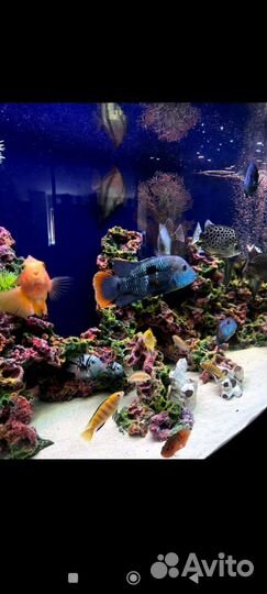 Большой аквариум с рыбками, тумбой и оборудованием