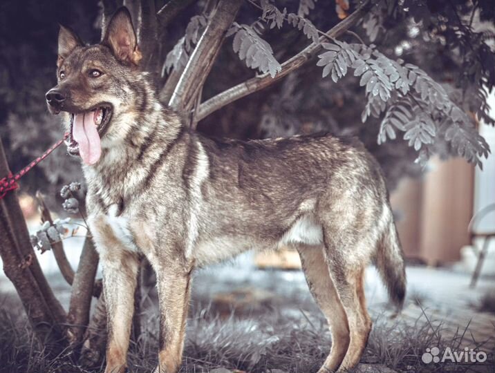 Шикарный пес пропадает в приюте