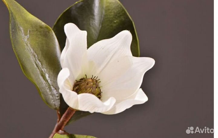 Магнолия, интерьерный цветок