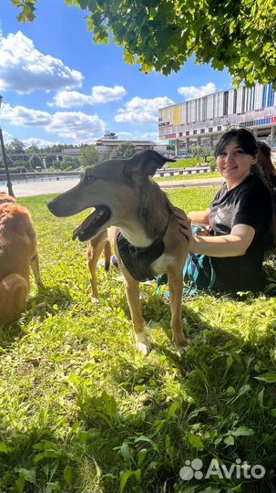 Собаки прогулки