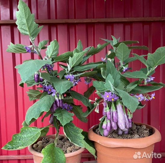 Патиссон и Баклажан комнатные семена