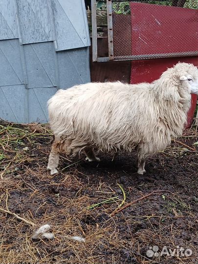 Овцы бараны