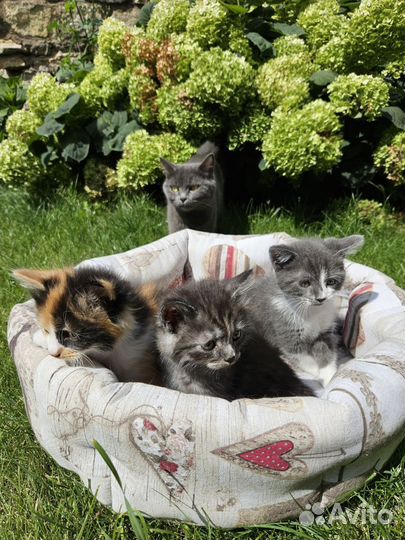 Британские котята бесплатно