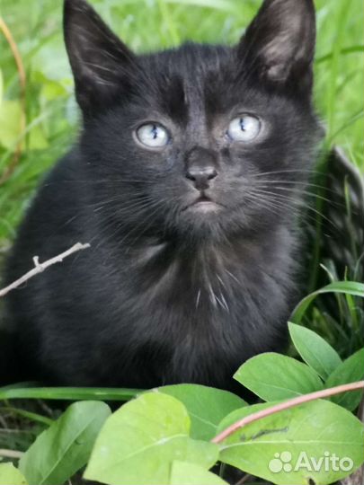 Черный котенок с голубыми глазами